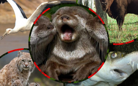 Топ редких видов животных во Владимирской области