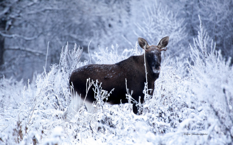 Браконьер из Кольчугино пойдёт под суд за убийство лося