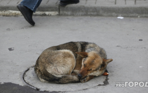 Владимир Сипягин занялся проблемой бездомных собак в столице региона