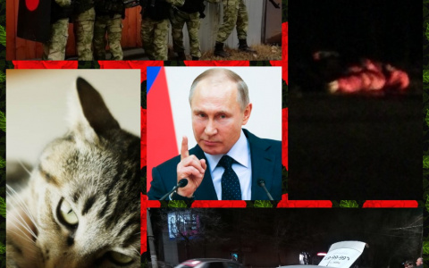 Владимир за день: бешеный кот, похищение икон и "неодобрение" Путина