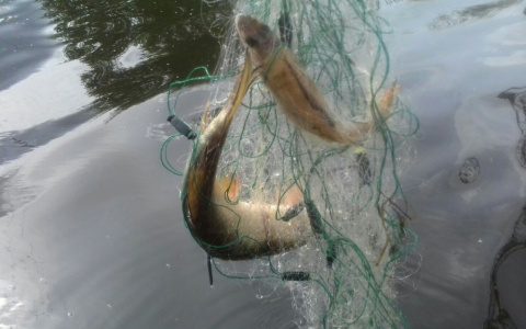 Полиция задержала браконьеров, орудующих на Клязьме