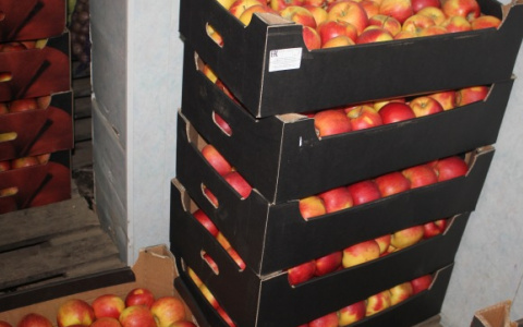 В Коврове уничтожили почти 100 килограммов запрещенных яблок