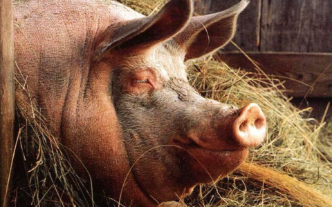 Губернатор пообещал возродить свинокомплекс в микрорайоне Лесной