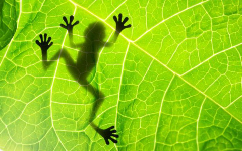 Тест дня: только гений биологии ответит на эти вопросы без ошибок