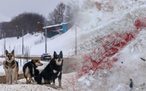 СК обвинил управление ЖКХ в гибели покусанного парня в Добром