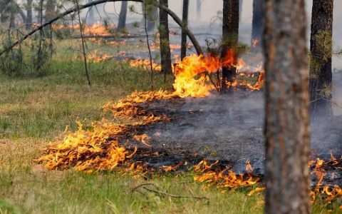 Въезд в лес и костры запрещены: в области объявлен пожароопасный период