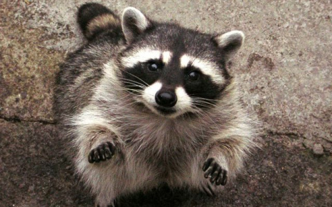 Енот, пойманный ковровским псом, оказался заражён смертельным вирусом