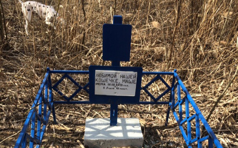 Ковровчане негодуют из-за могилы, установленной для кошечки