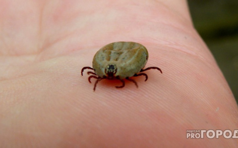 С начала сезона клещи покусали уже 60 владимирцев