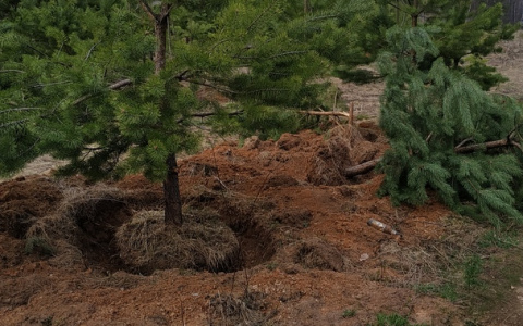 "Это варварство": десятки молодых сосен выкопали в лесу под Киржачом