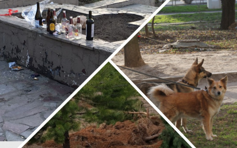 Владимир за день: поджег дома, помойка на "Торпедо" и собачьи войны