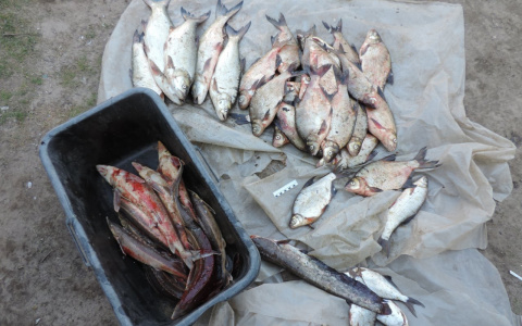 Инспектор охраны водных ресурсов в Муроме "крышевал" браконьеров