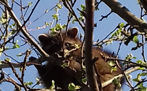 В Камешковском районе прохожих смутил енот на дереве