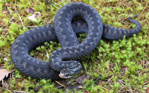 Советы специалиста: Как уберечься от гадюк во Владимирской области?