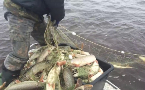 Браконьер наловил рыбы почти на 40 000 рублей, но был задержан