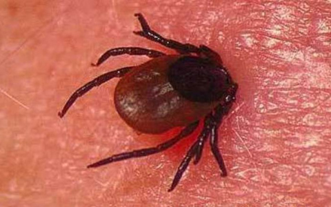 Во Владимире обнаружили энцефалитного клеща