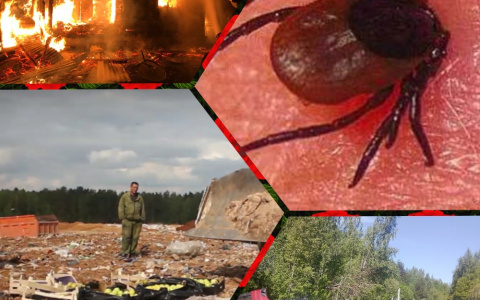 Владимир за день: авиадебоширка, опасные клещи и яблоки под экскаватором