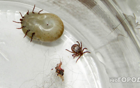 Владимирцам придётся заплатить за анализ на клещевой энцефалит