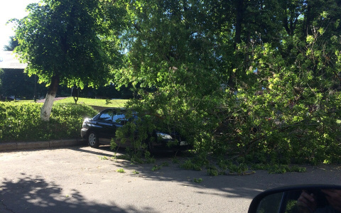 Дерево упало на автомобили неподалёку от Золотых ворот