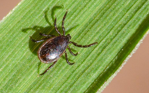 За неделю во Владимирской области обнаружили 3 энцефалитных клещей