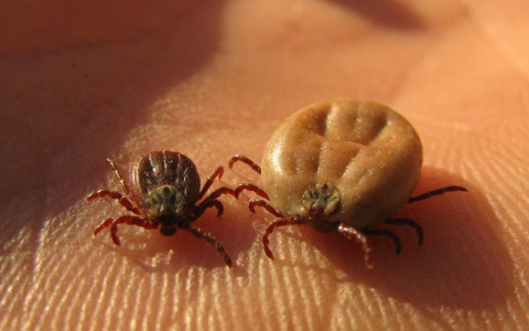 Ещё 3 энцефалитных клеща обнаружены в области. Один из них во Владимире