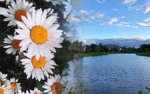 Владимирское утро: ромашки, первый год жизни и живописный круг