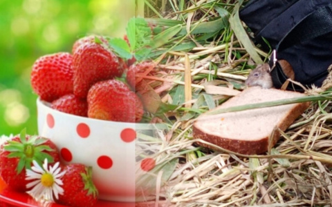 Владимирское утро: серая мышка, кофе на пляже и сочная клубника