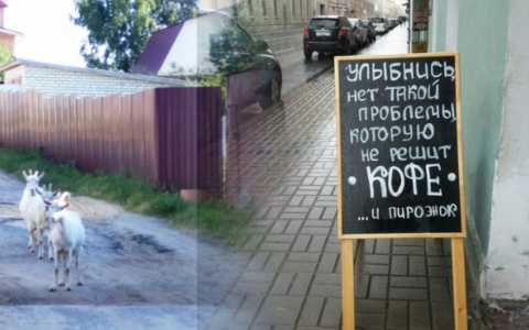 Владимирское утро: озорные козочки, бескрайнее море и граффити