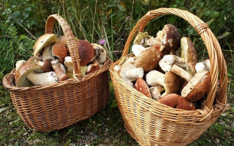 Во Владимире вовсю пошли грибы!