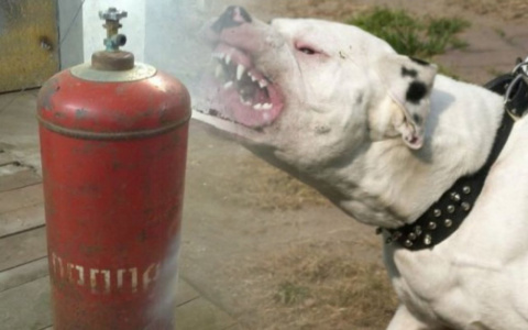 На что жаловались горожане в выходные: бойцовские псы, общежитие и газ