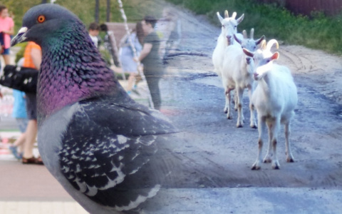 Голосуйте за седьмого участника фотоконкурса "День из жизни Владимира"!