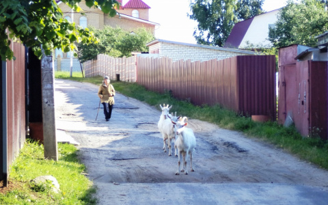 Итоги голосования за седьмого участника фотоконкурса "День из жизни Владимира"