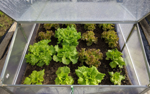 "Комбинат коррупции": экс-сотрудника "Тепличного" осудят за взятки