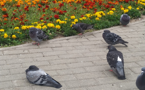 Чем владимирцев порадует погода на 3 августа?