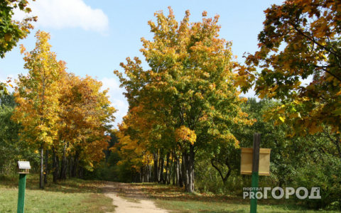 Во Владимирской области будет бабье лето!
