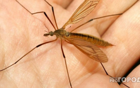 Комариный укус, несущий смерть: владимирцы могут оказаться под угрозой