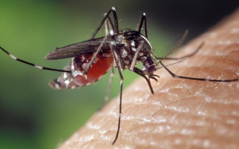 Стоит ли владимирцам опасаться заразных комаров на Юге России?