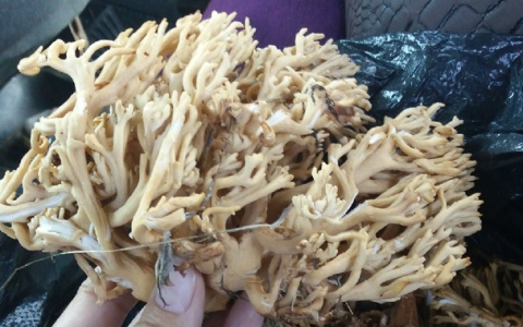 Во Владимирской области вырос редкий гриб-коралл