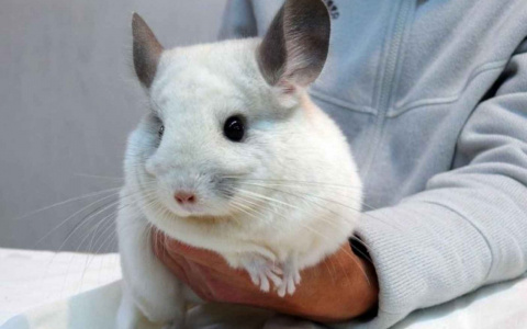 Где вылечить шиншиллу: одно из самых удобных мест для жителей Доброго