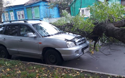 ЧП на Герцена: на легковушку упало дерево