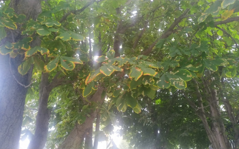 Погода на 10 сентября: продолжат ли солнечные дни радовать владимирцев?