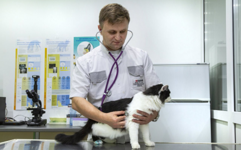 «Не могу найти врача, который вылечит моего питомца»: что делать, если вы попали в такую ситуацию