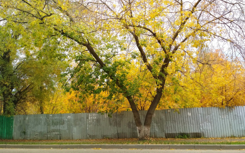 Погода во Владимире на 5 октября: на сколько градусов опустятся столбики термометров?