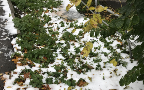 Тепло вернётся во Владимир к концу недели