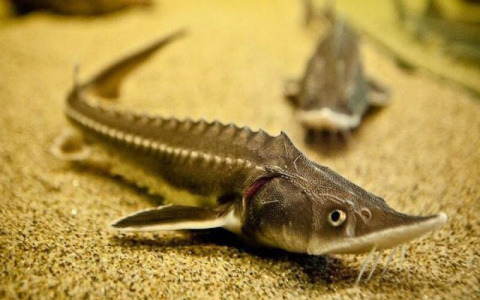 На муромском рынке поймали торговку редкой речной рыбой