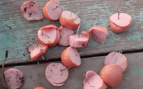 В Добром неизвестные разбросали нашпигованные иголками сосиски