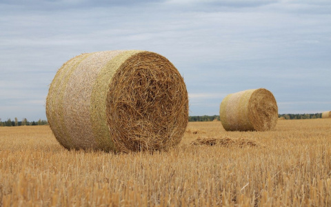 Меленковскую школьницу придавило стогом сена во время осенних каникул