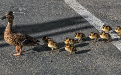 На владимирские водоемы выпустили 7000  утят стоимостью 1,7 млн рублей