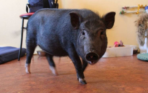 Содержание мини-пига: особенности ухода за карликовой свинкой