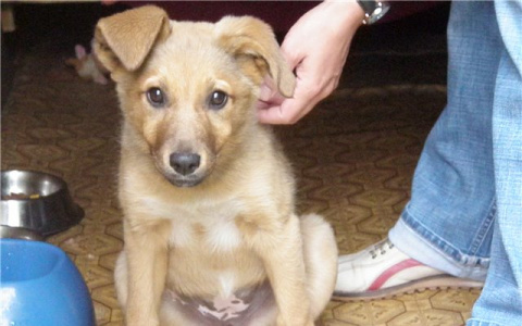 Владимирский ветеринар практически вытащил щенка с того света